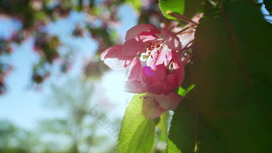 粉红色的樱花花盛开的<strong>金</strong>太阳温暖的一天花园樱花